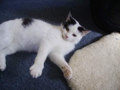 Huskat figaro - hmm se mine fine poter måske jeg snart skal have lagt en ny manicure billede 6