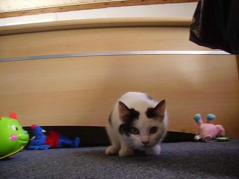 Huskat figaro - min mor siger jeg er en lille jæger billede 7