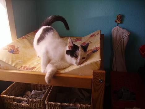 Huskat figaro - se lige min fine hale billede 8