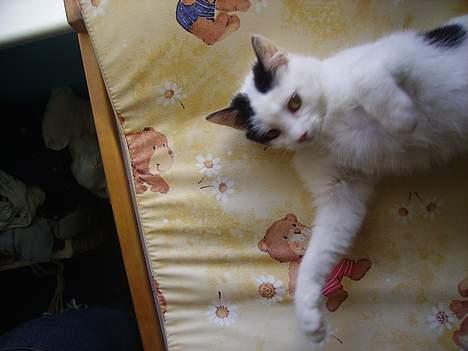 Huskat figaro - ja jeg er klar så bare kom an billede 9