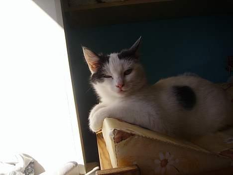 Huskat figaro - elsker bare at ligge lidt i solen og lidt i skyggen billede 10