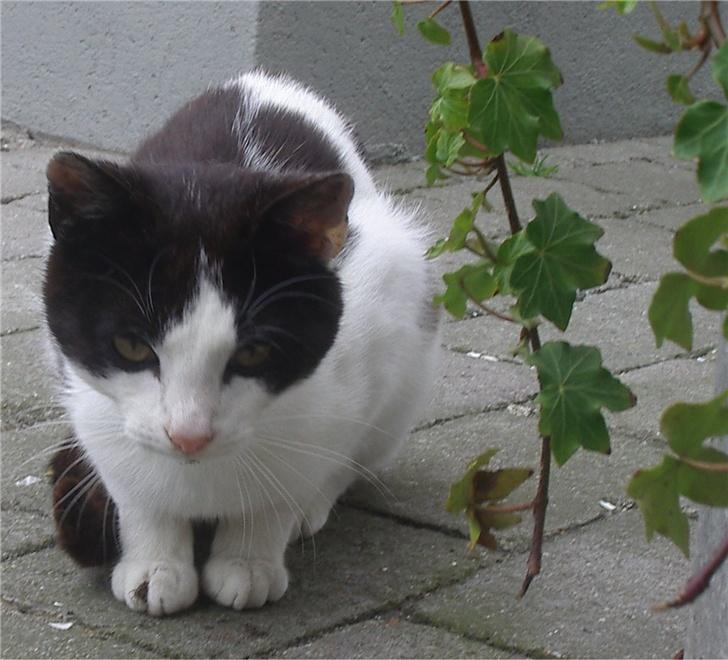 Huskat Plet billede 9