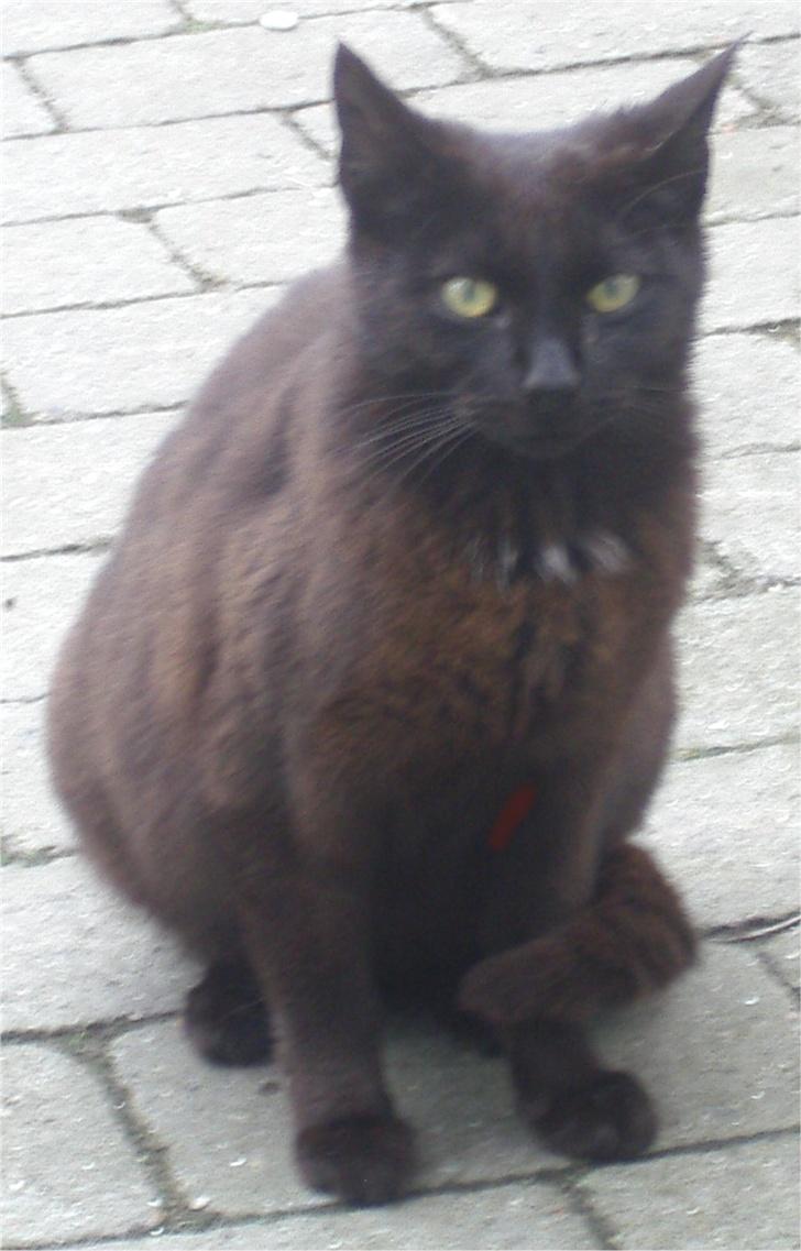 Huskat Gun - her nyder vi solskinnet :) billede 8