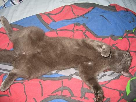 Russian Blue Molli - se hun kan ligge selv på ryggen. uden man holler dem. ps hun sover på billedet billede 1