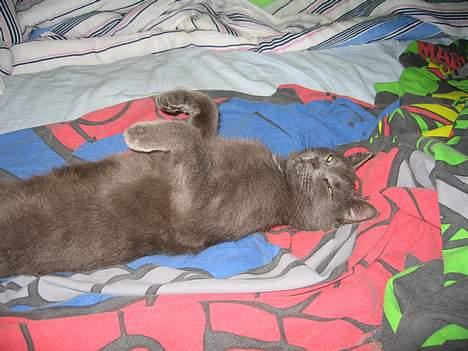 Russian Blue Molli billede 2