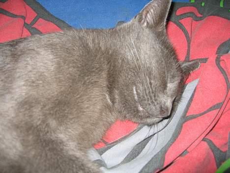 Russian Blue Molli - er hun ikke sød? billede 3