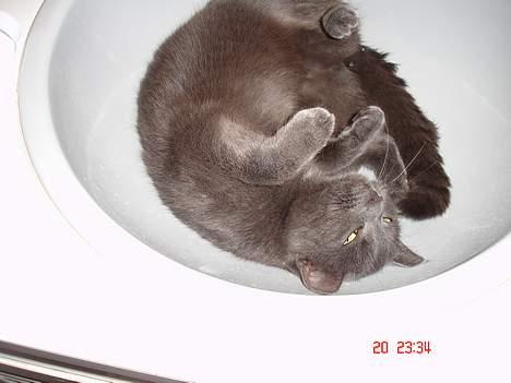 Russian Blue Molli billede 4