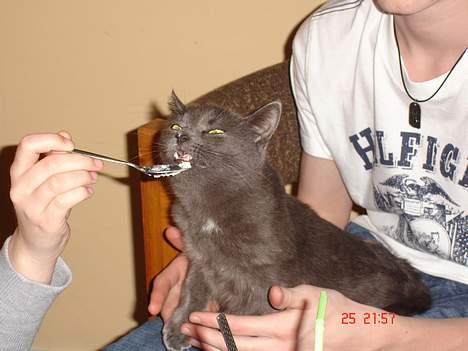 Russian Blue Molli - fløde det er godt:) billede 5