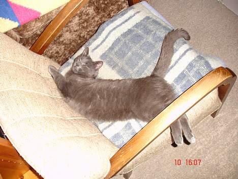 Russian Blue Molli billede 6