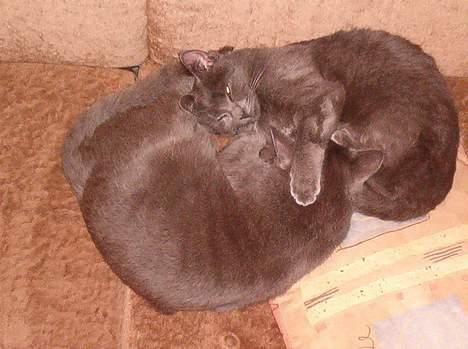 Russian Blue Molli - hun elsker sin søster billede 7