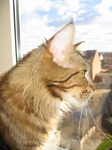 Maine Coon Ally R.I.P -  Profil..  billede 9