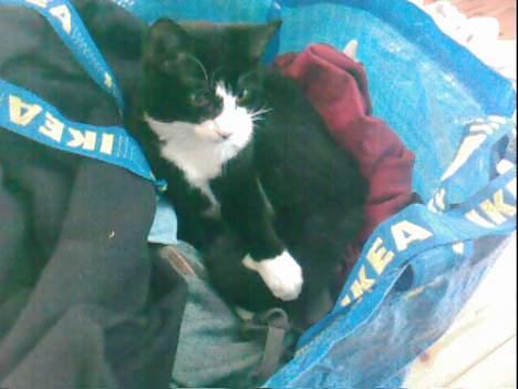 Huskat Molly - Molly i vasketøjet den laban billede 1