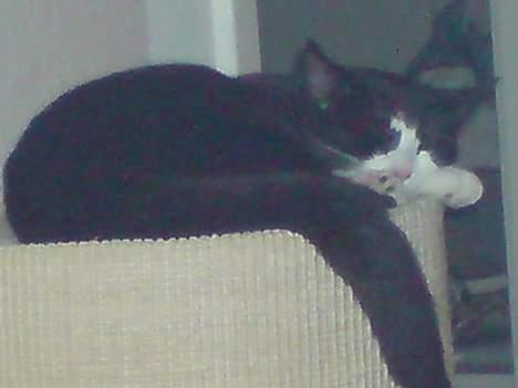 Huskat Molly - Dejligste kat ever billede 2