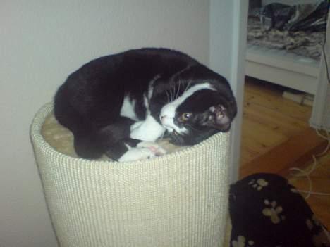 Huskat Molly - Er hun ikke bare sød? billede 3