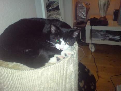 Huskat Molly - Man kan jo ikke andet end at elske hende billede 4