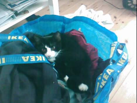 Huskat Molly - I vasketøjet igen den frækkert hehe billede 5