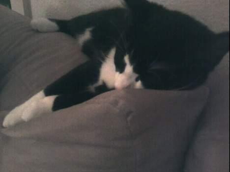 Huskat Molly - Lille middagslur på sofaen billede 6