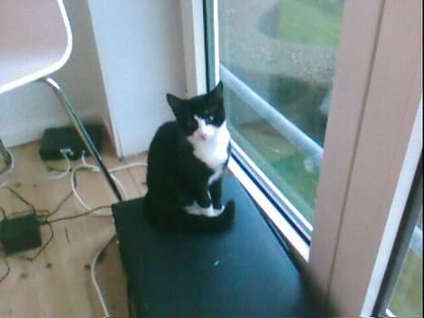 Huskat Molly - Hun er bare dejlig billede 7