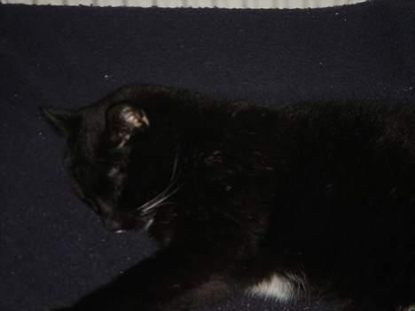 Huskat Missi - Igen :-) billede 8