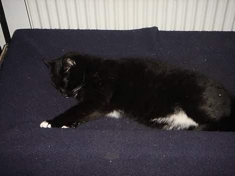 Huskat Missi - Tager lii´ en slapper. billede 9