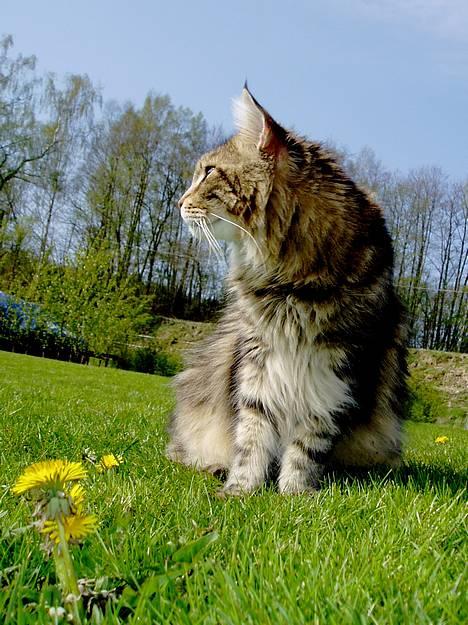 Maine Coon Ludvig.  R.I.P. billede 1