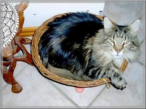 Maine Coon Ludvig.  R.I.P. billede 2