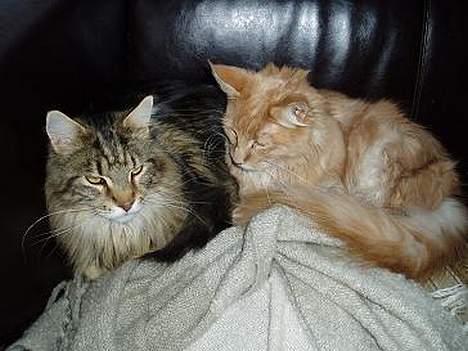 Maine Coon Ludvig.  R.I.P. billede 3