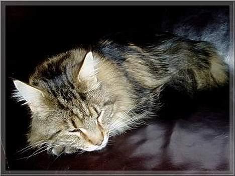 Maine Coon Ludvig.  R.I.P. billede 4