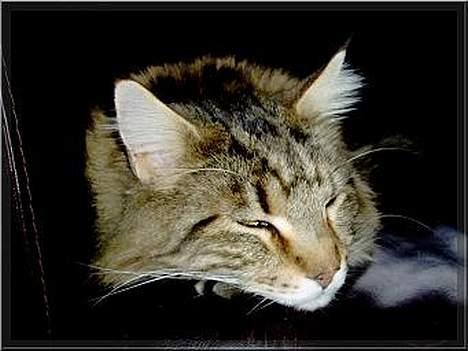 Maine Coon Ludvig.  R.I.P. billede 5