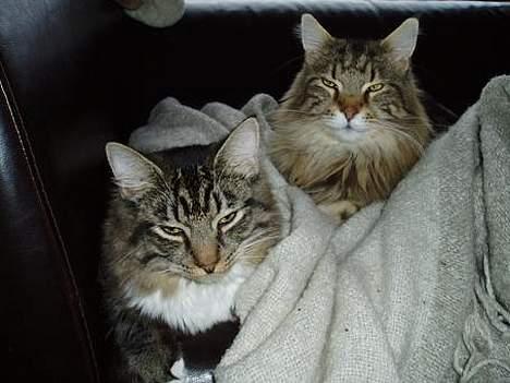 Maine Coon Ludvig.  R.I.P. billede 6