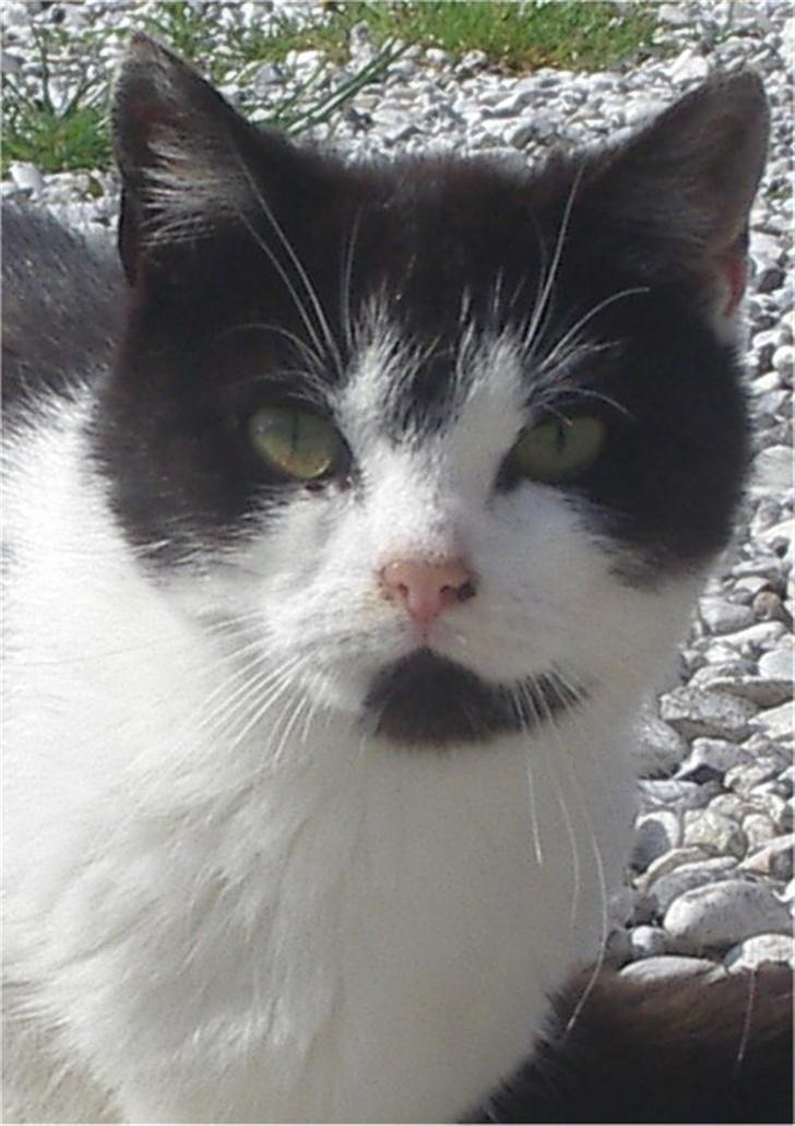 Huskat Tabita - Velkommen til Tabitas profil :) billede 1