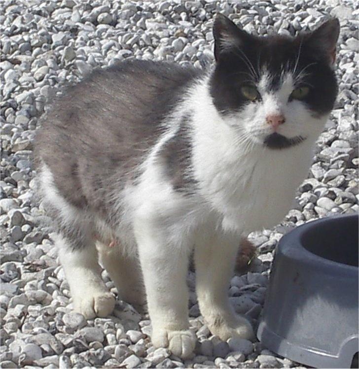 Huskat Tabita billede 2