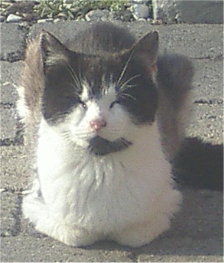 Huskat Tabita - En veltilfreds Tabita.. billede 3