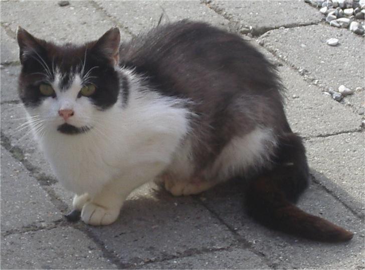 Huskat Tabita billede 4