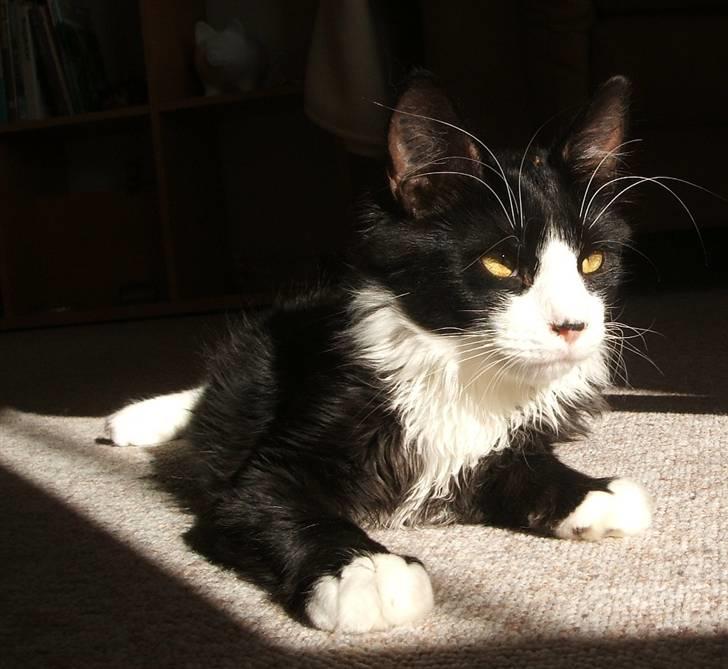 Norsk Skovkat Barneby R.i.p :'( - kig alle billederne igennem af min smukke kat <3 billede 1