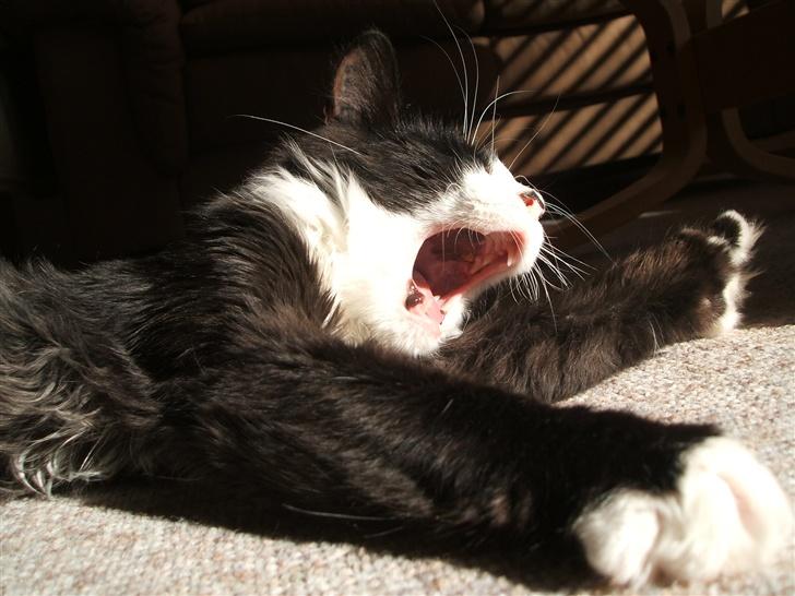 Norsk Skovkat Barneby R.i.p :'( - et KÆMPE gaab... billede 2