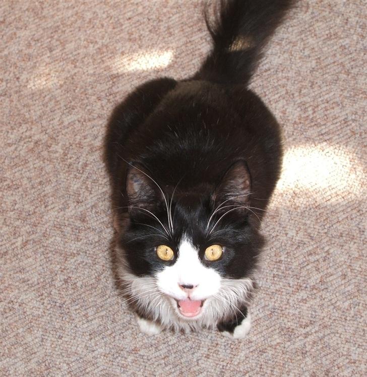 Norsk Skovkat Barneby R.i.p :'( - Miav siger den lille missetat billede 3