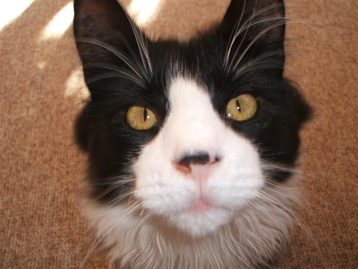 Norsk Skovkat Barneby R.i.p :'( - Hallo? billede 4