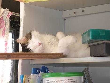 Blanding af racer Dalie - hun tager sig lige en lur billede 1