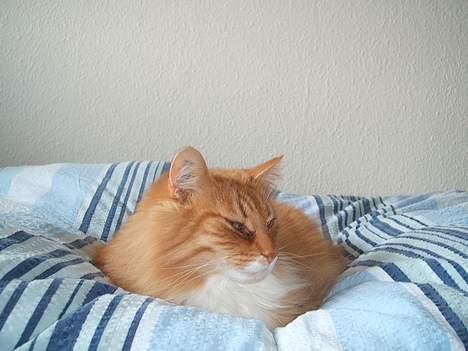 Norsk Skovkat kvik R.i.p - sover i det rene sengetøj. dejligt.. billede 3