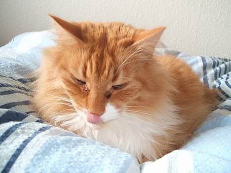 Norsk Skovkat kvik R.i.p - han rækker tunge billede 4