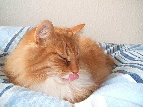 Norsk Skovkat kvik R.i.p - og igen her..hehe billede 5