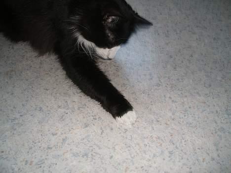 Norsk Skovkat Barneby R.i.p :'( billede 5