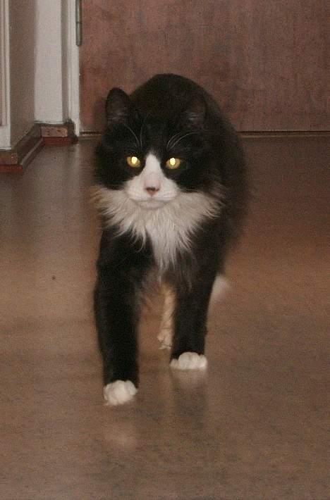 Norsk Skovkat Barneby R.i.p :'( billede 6