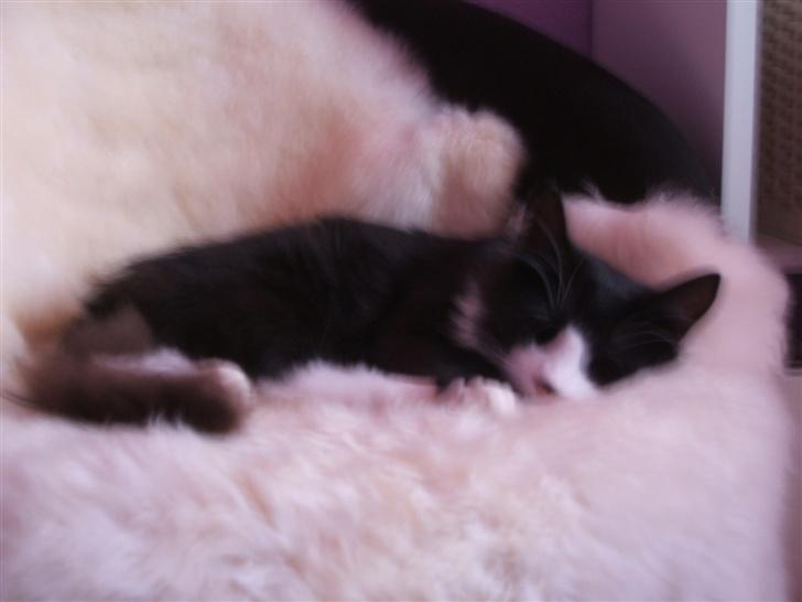 Norsk Skovkat Barneby R.i.p :'( - han tager sig lige an slapper billede 7