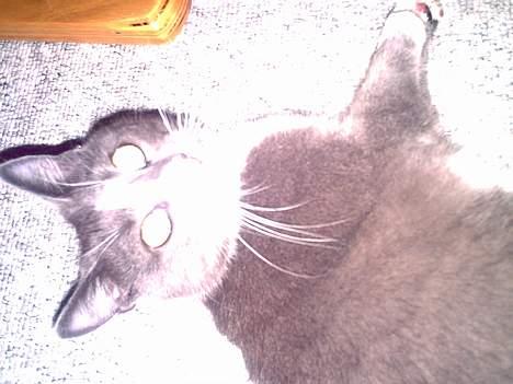 Huskat Pjevs billede 2