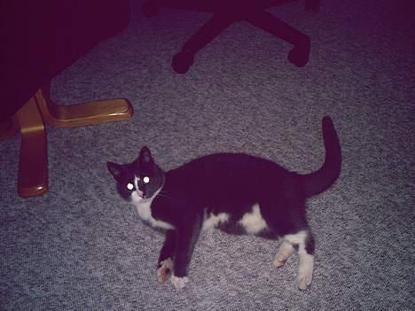 Huskat Pjevs billede 3