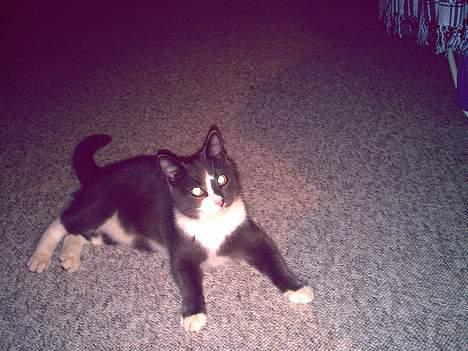 Huskat Pjevs billede 4