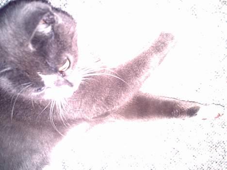 Huskat Pjevs billede 5