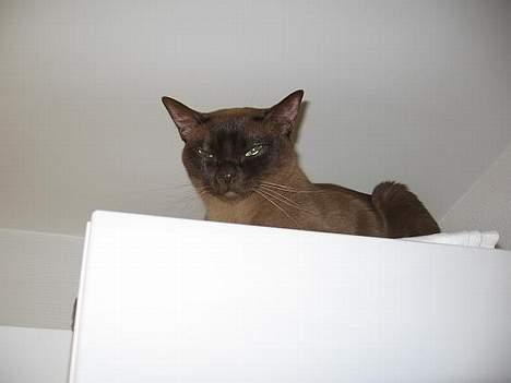 Burmeser Momi`s Cataline  - Cata på skabet billede 8